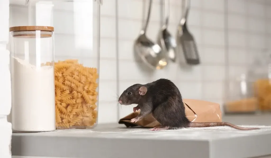 A black rat on a kitchen counter in South Florida homes, beside a bag and jars of pasta and flour.