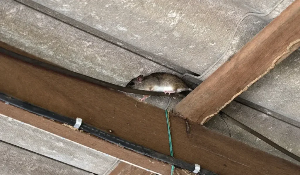 A brown rat walks on a wooden beam near pipes and cables—consider rodent control for prevention in Charlotte NC.
