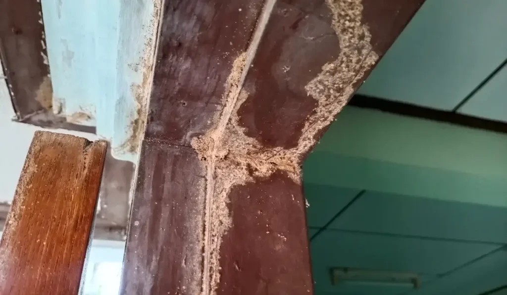Close-up of a wooden door frame with termite mud trails and damage, common issues for Florida Pests.