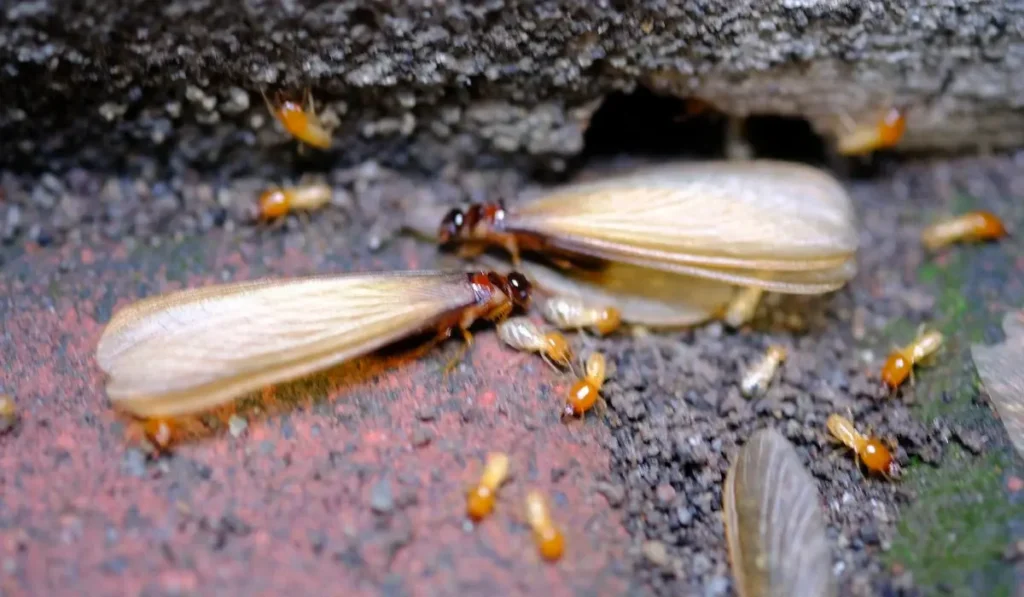 Close-up of winged and worker termites near a crevice, highlighting termite behavior in Orlando FL.