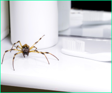 An image of a spider inside a Tampa home before being removed by ProForce’s spider control services.