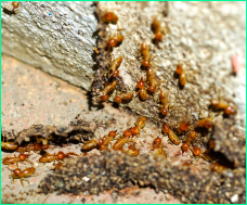 A termite infestation inside the walls of an building before being removed with ProForce’s termite treatment.