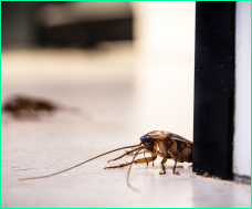 A cockroach infestation in a kitchen before being removed with ProForce’s pest removal services.