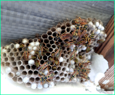 A wasp nest on the side of a building before being removed by ProForce’s wasp and hornet control services.