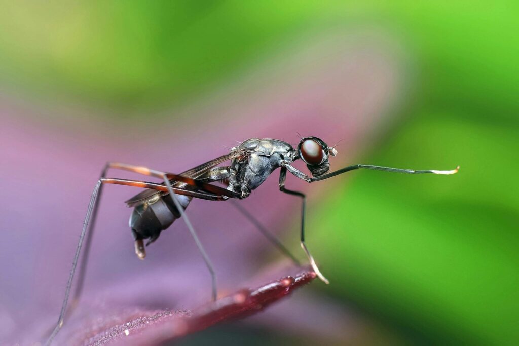 Close-up of a black insect, one of many Orlando summer pests, standing on a leaf against a blurred green background.