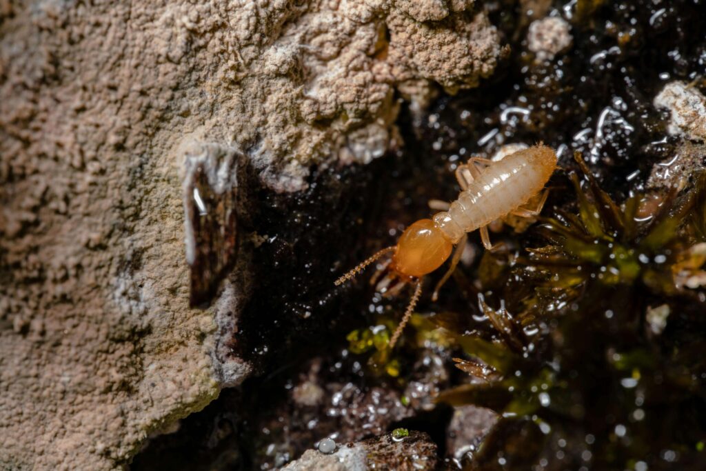 Close-up of a pale termite with an orange head, a key damage clue, crawling on damp soil near a textured surface.
