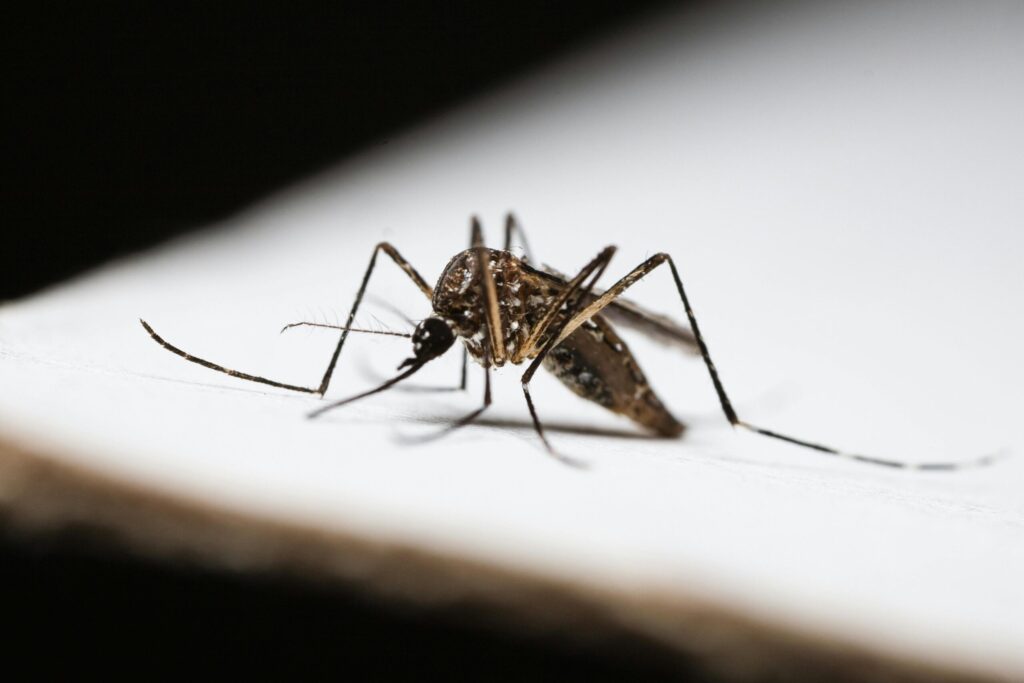 Close-up of a mosquito, one of summer pests, with long legs and wings perched on a white surface.