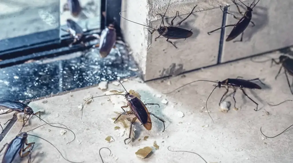 A group of cockroaches infesting an indoor space.