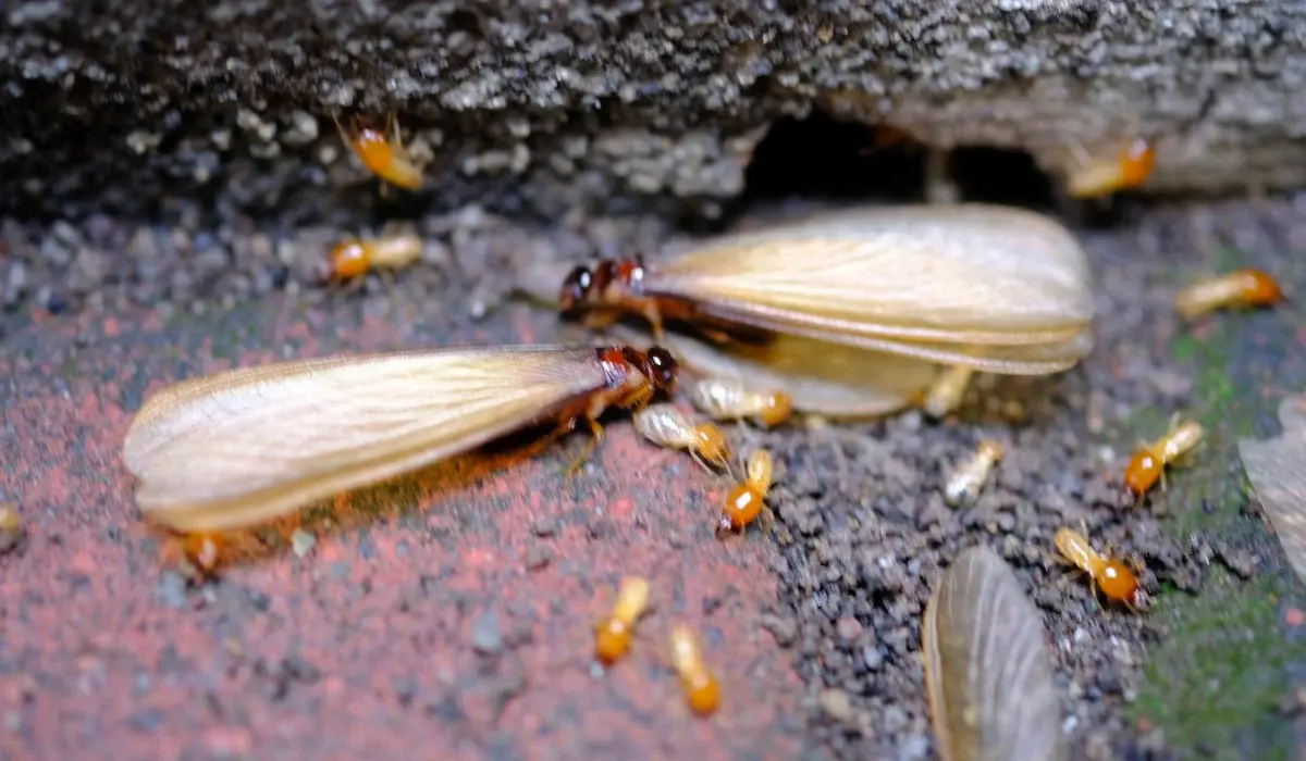 termites that come out to the surface after the rain fell