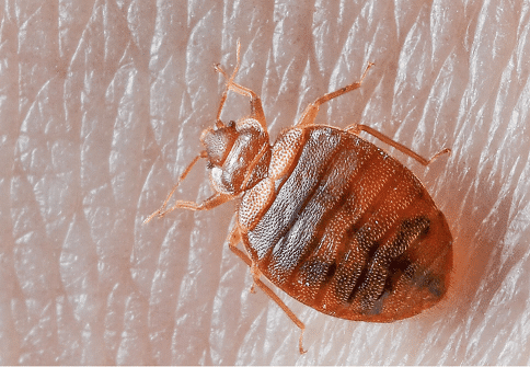 A close-up of a brown bed bug crawling on human skin.