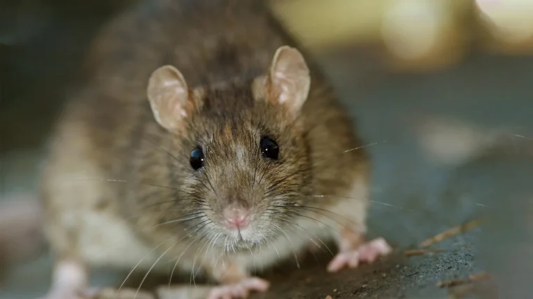 A close-up of a brown rat with pink ears, nose, and paws, looking directly at the camera.