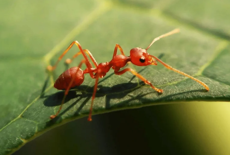 A close-up of a red ant walking on a green leaf, with sunlight highlighting the ant and leaf veins.