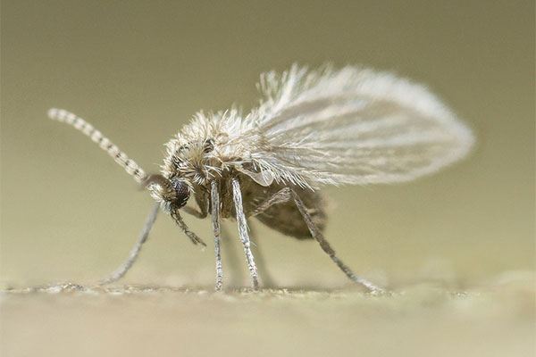 Close-up of a small, hairy drain fly with delicate wings and long antennae standing on a light, blurry surface.