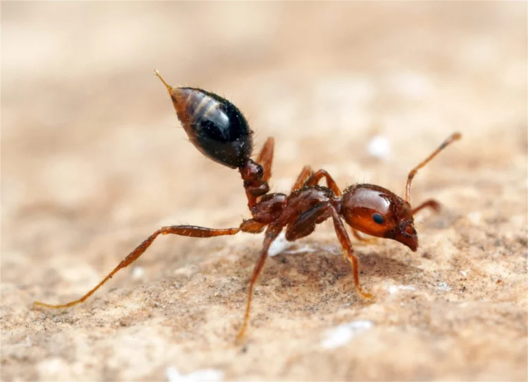 Close-up of a reddish-brown ant walking on a rough, light brown surface, showing detailed body and legs.