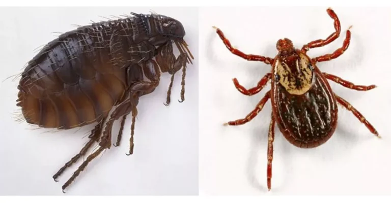 Close-up of a brown flea on the left and a patterned tick on the right—showcasing common fleas and ticks.
