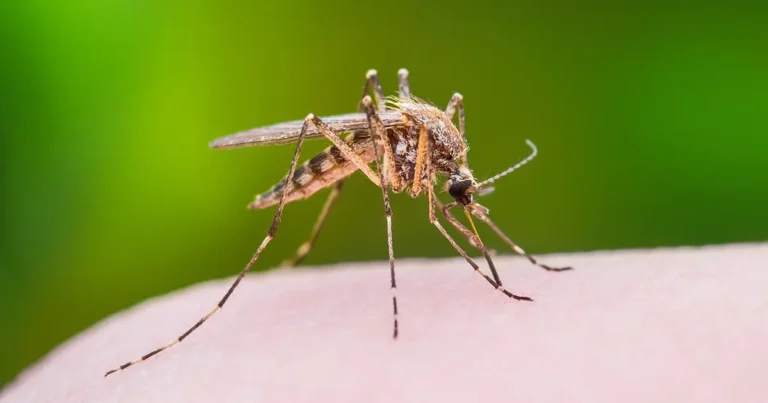 A close-up of a mosquito sitting on human skin with a blurred green background.
