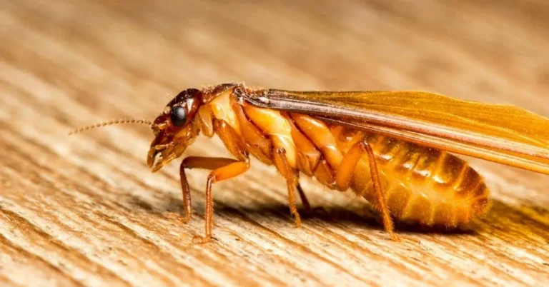 Close-up of a winged termite on wood, highlighting its brown body—ideal for spotting early signs of termite infestation.