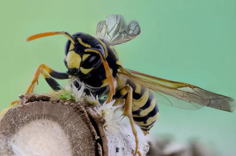 Close-up of a yellow and black wasp, a stinging insect, on wood with a soft green background.