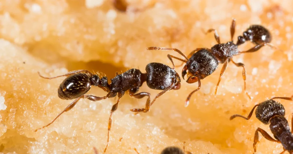 Ants in Virginia: Signs, Risks, and Control — featured image