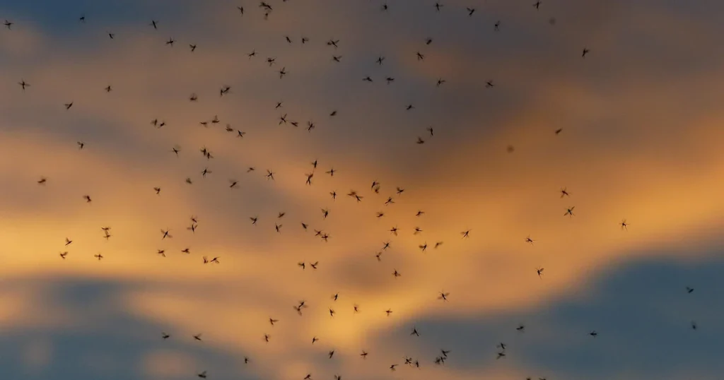 Mosquitoes in Florida: Signs, Risks, and Control — featured image