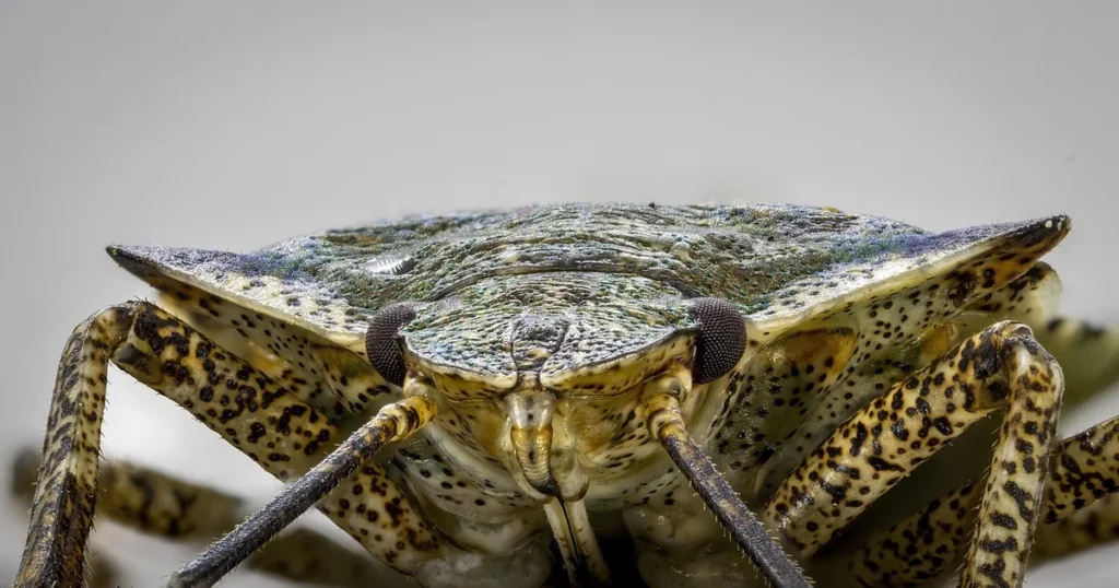 Stink Bugs in Florida: Signs, Risks, and Control — featured image