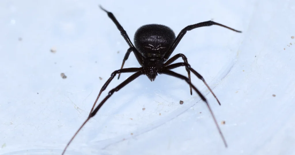 Black Widow Spiders in Florida: Signs, Risks, and Control — featured image