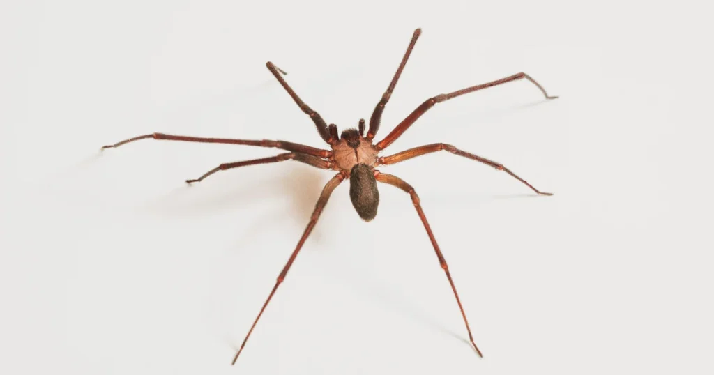 Brown Recluse in Georgia: Signs, Risks, and Control — featured image