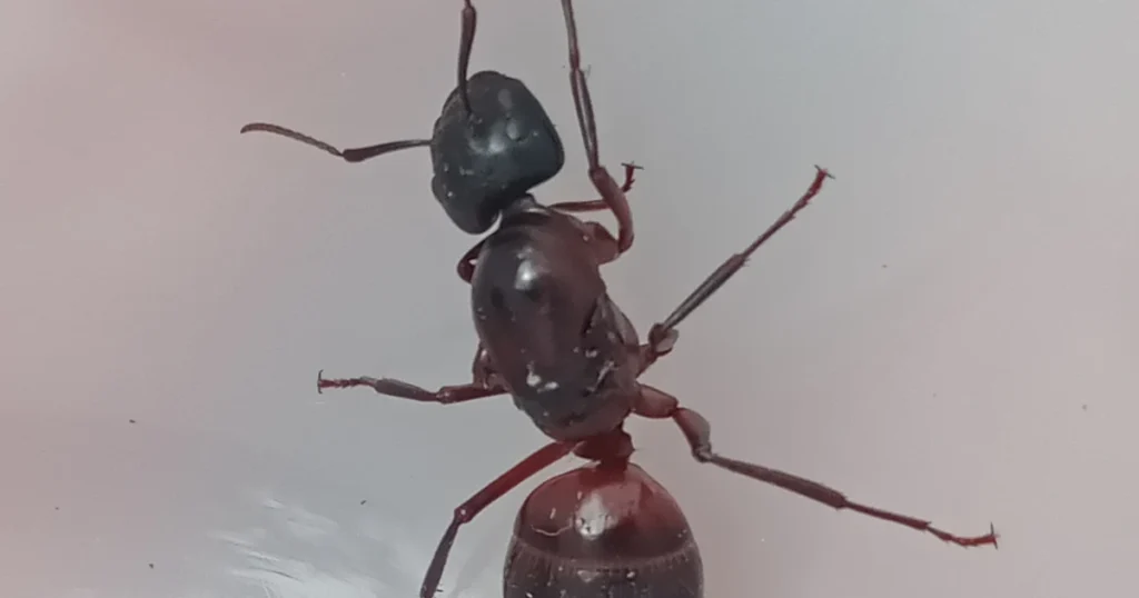 Carpenter Ants in Florida: Signs, Risks, and Control — featured image
