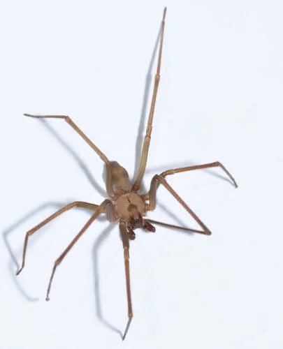 Brown recluse spider on white background showing violin-shaped marking on cephalothorax
