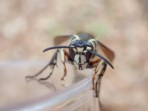 Bald-faced hornet close-up — stinging pest found around Florida homes and yards