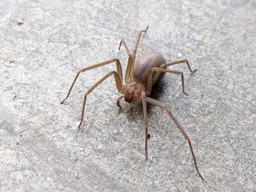 Brown recluse spider on concrete surface — venomous pest found in Georgia