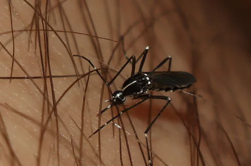 Asian tiger mosquito (Aedes albopictus) feeding β active pest during Florida mosquito season