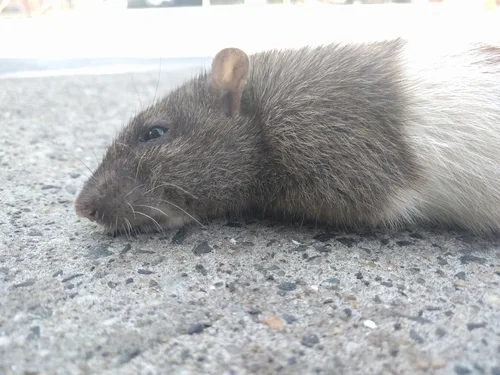 Norway rat on concrete — common rodent pest found in Florida