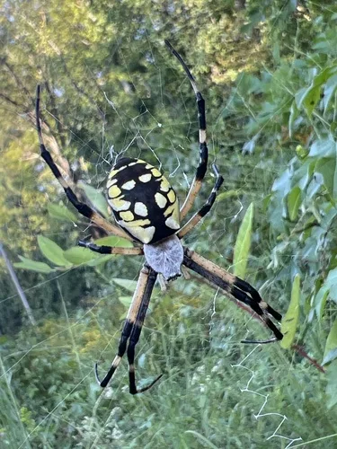 Yellow garden spider (Argiope aurantia) in web — common spider species in Virginia