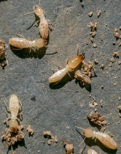 Subterranean termite workers exposed on damaged wood in Florida