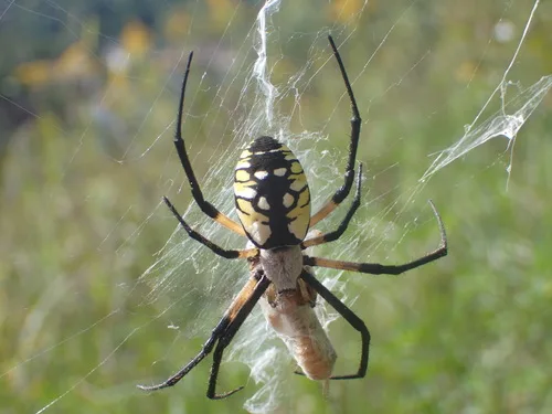 Yellow garden spider (Argiope aurantia) with prey — common spider found in North Carolina