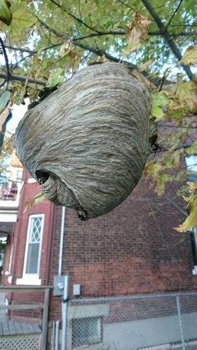 Bald-faced hornet nest hanging from a tree — common wasp nest in South Carolina