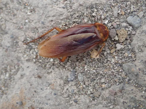 American cockroach (palmetto bug) on pavement in South Carolina