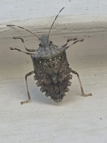 Brown marmorated stink bug (Halyomorpha halys) close-up — common stink bug pest in Georgia
