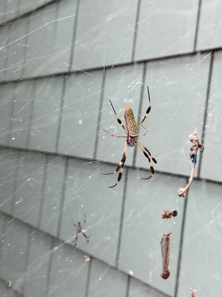 Spiders in Orlando Fl: Signs, Risks, and Control 2 Golden silk orb-weaver (Nephila clavipes) in web on residential siding in Orlando, Florida