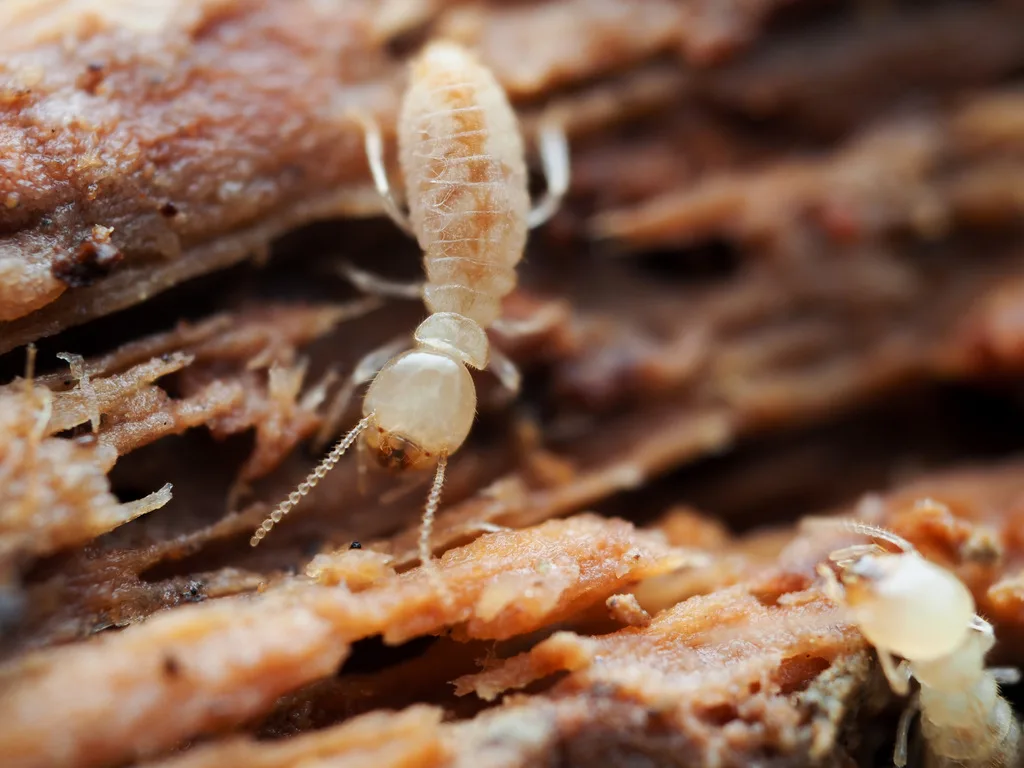 Subterranean termite worker on damaged wood — active termite infestation in Virginia