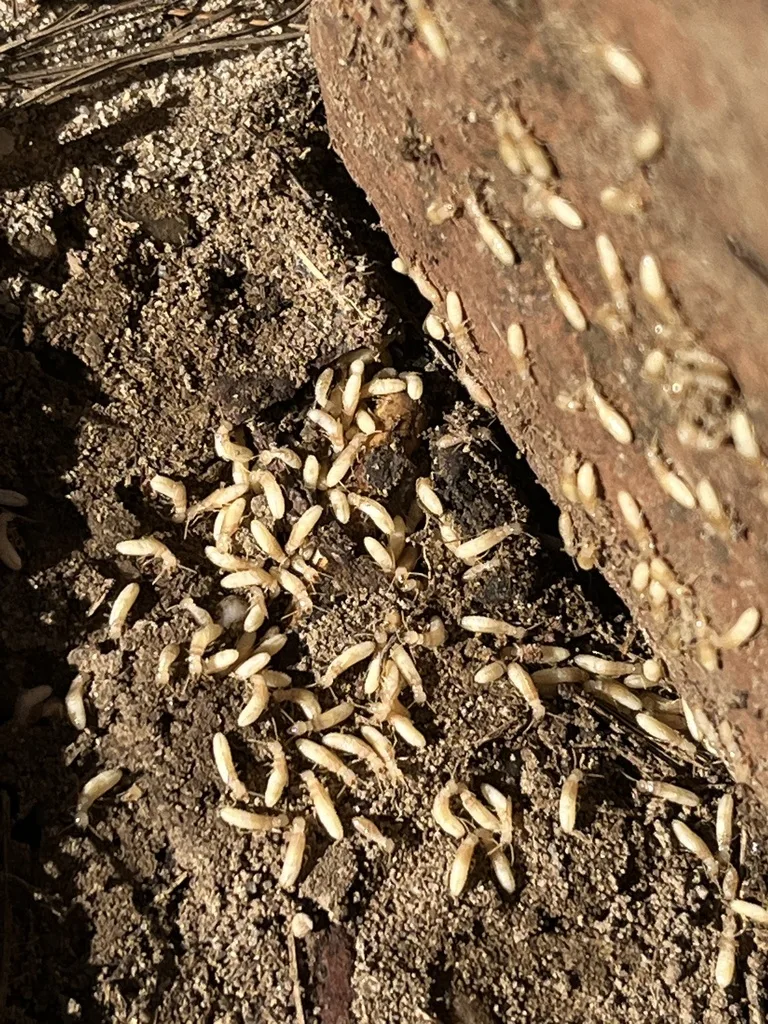Subterranean termite colony swarming under damaged wood — termite protection need in Florida