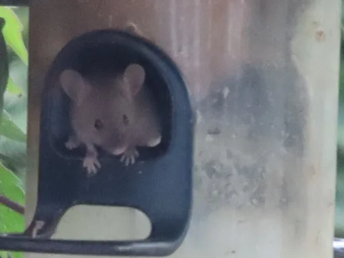 House mouse peeking through a gap in an outdoor structure in Florida