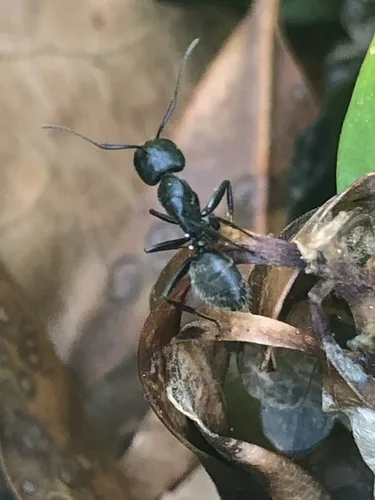 Black carpenter ant (Camponotus pennsylvanicus) on leaf litter in Georgia
