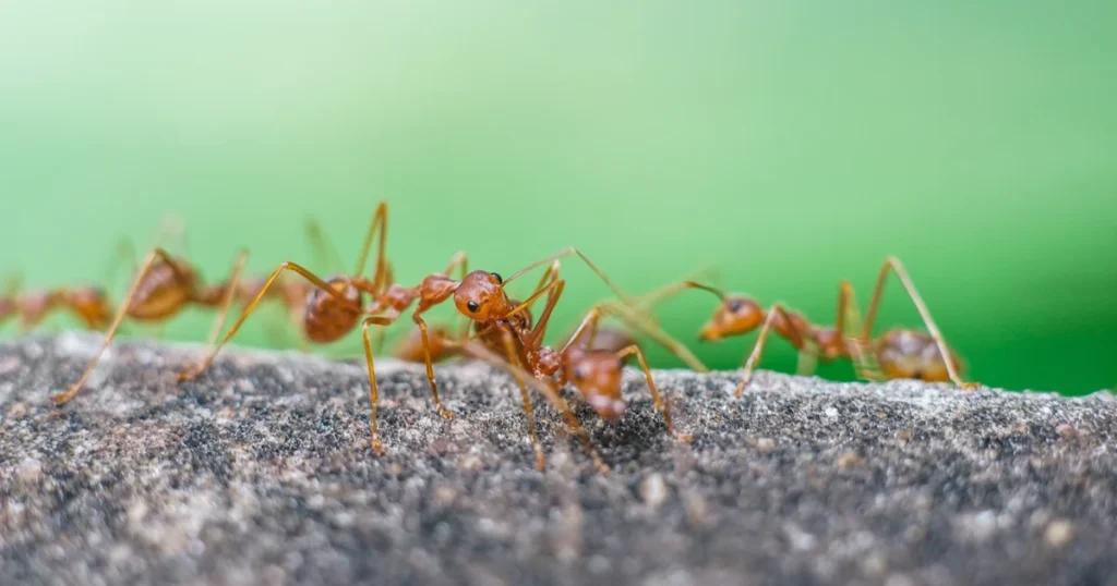 Fire Ants in Florida: Signs, Risks, and Control — featured image
