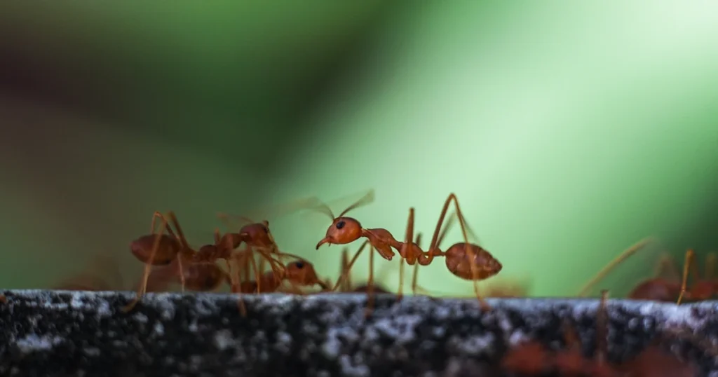 Fire Ants in Georgia: Signs, Risks, and Control — featured image