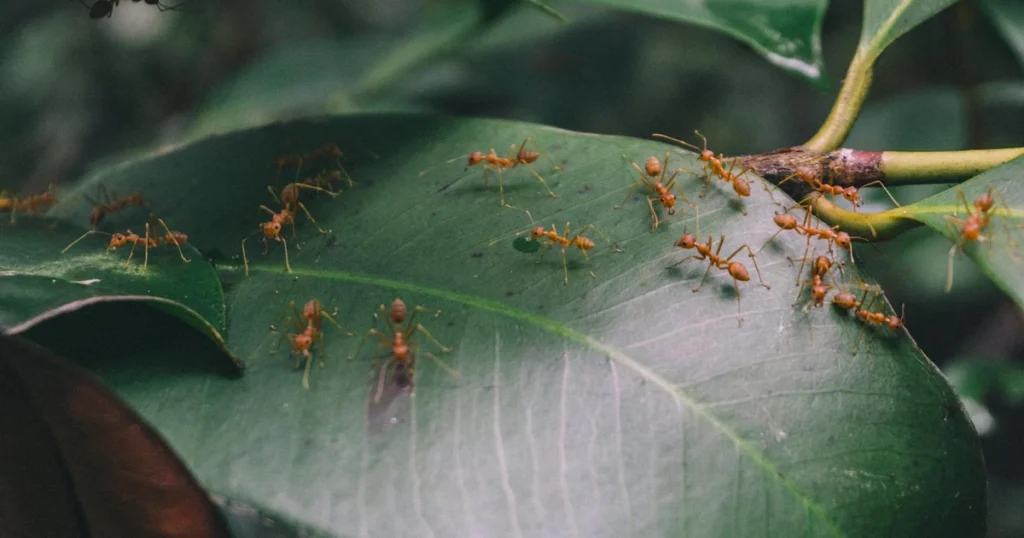 Fire Ants in Georgia: Signs, Risks, and Control — featured image