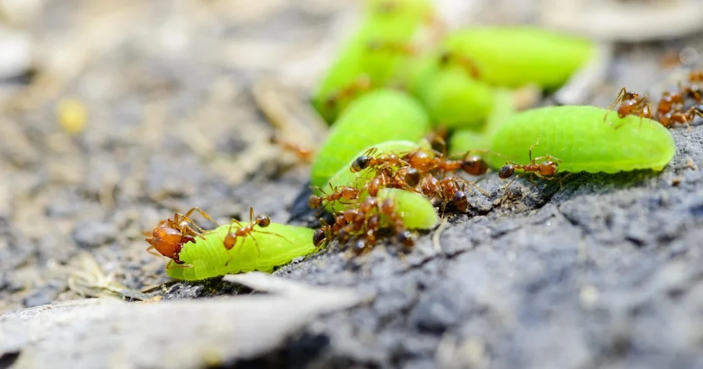 Fire Ants in North Carolina: Signs, Risks, and Control — featured image