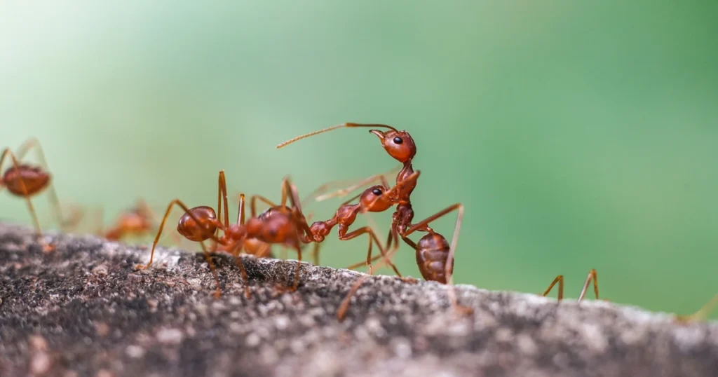Fire Ants in South Carolina: Signs, Risks, and Control — featured image