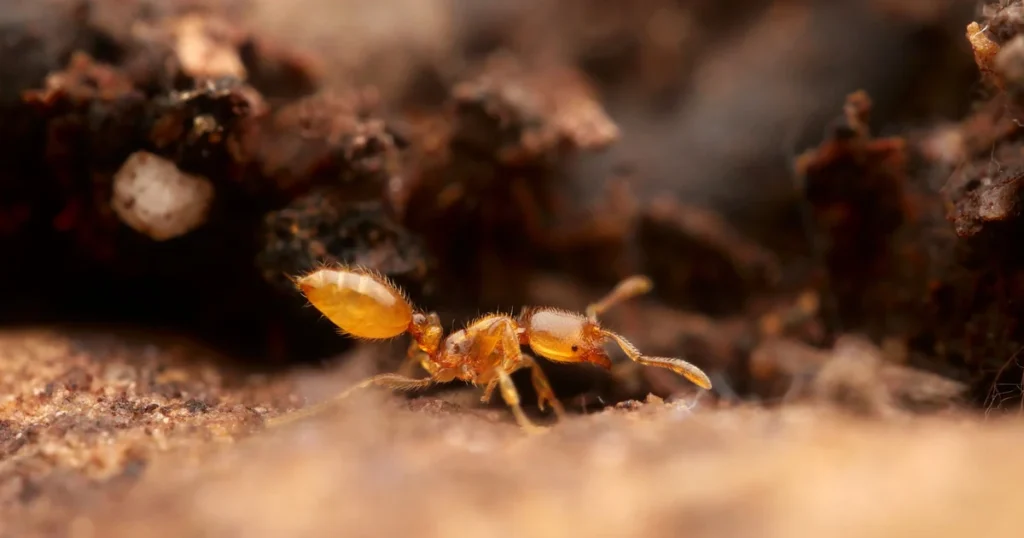 Fire Ants in Virginia: Signs, Risks, and Control — featured image